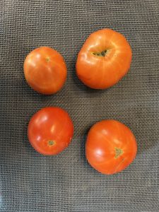 Tomatoes without Blossom End Rot