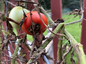Tomato with Blossom End Rot