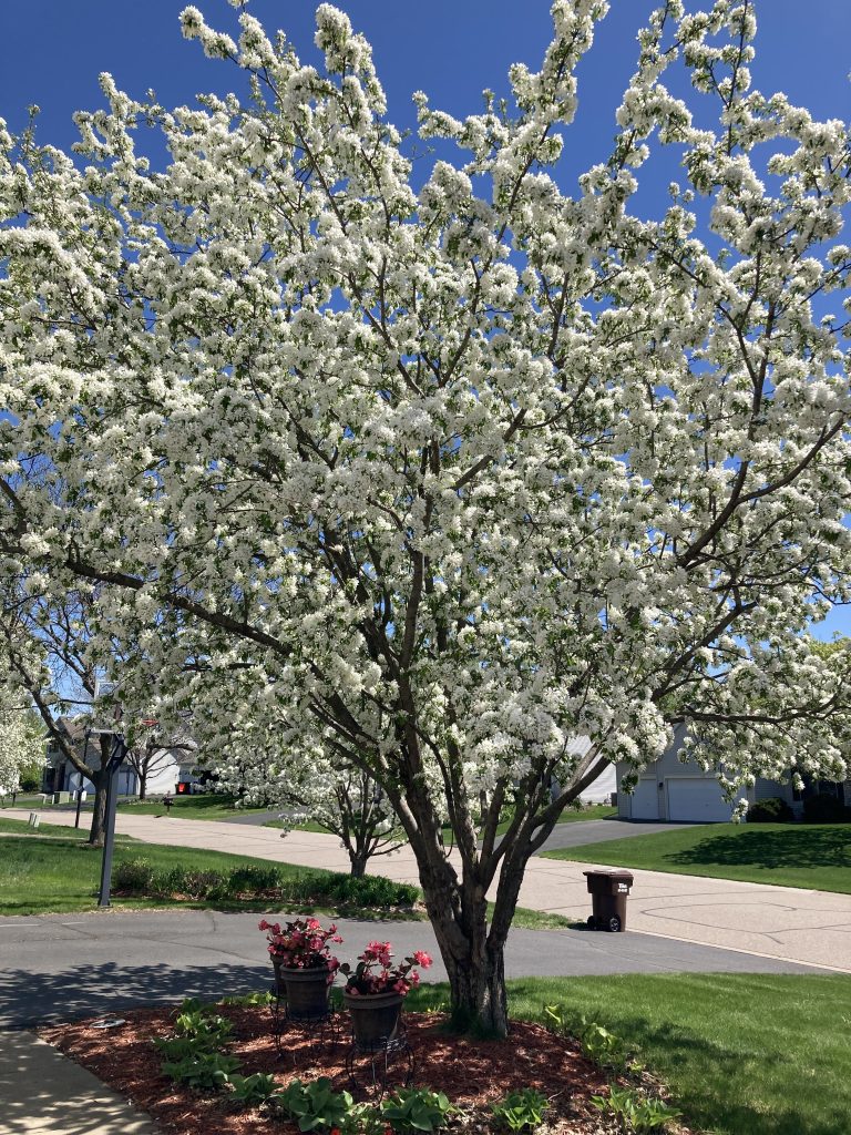 An ornamental crab tree with white blossoms. 