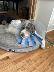 Cone of shame